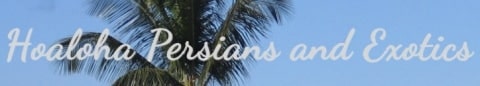 hoaloha persians logo