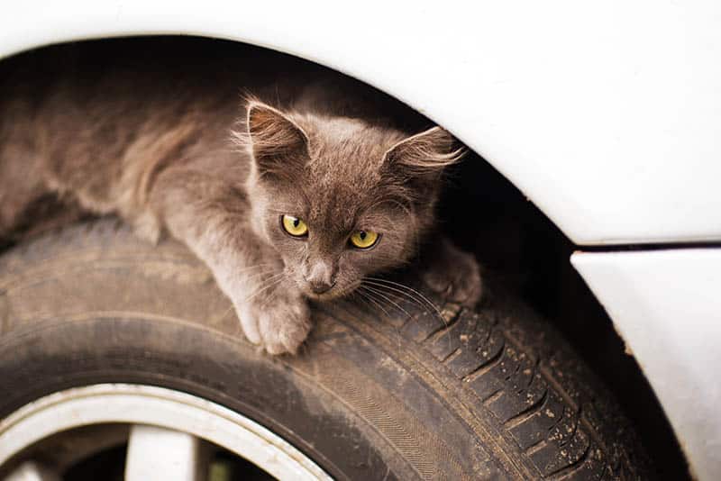 homeless kitten hiding under car wheel hood
