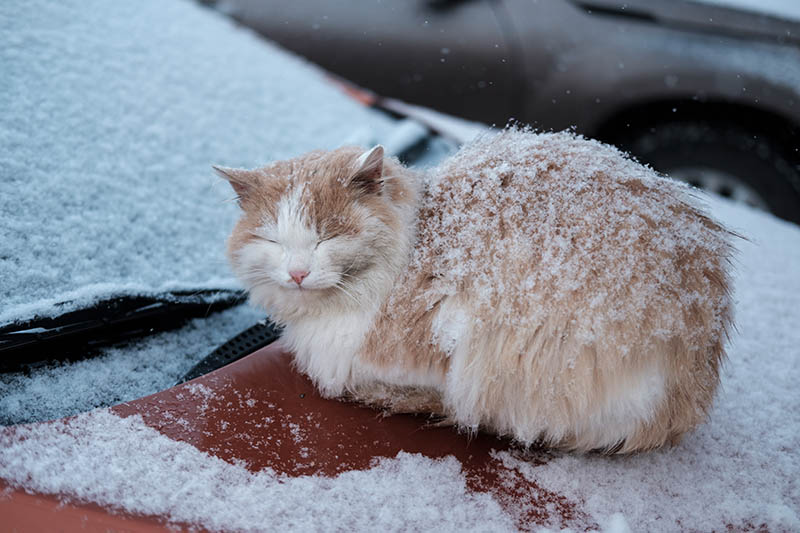 homeless cat on car hood during winter