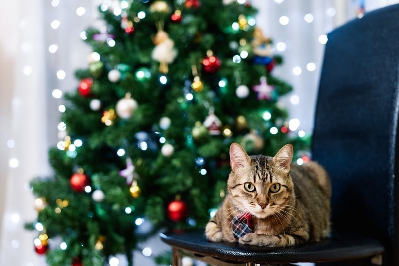 homemade-gray-tabby-cat-in-a-plaid-tie-with-a-Christmas-tree