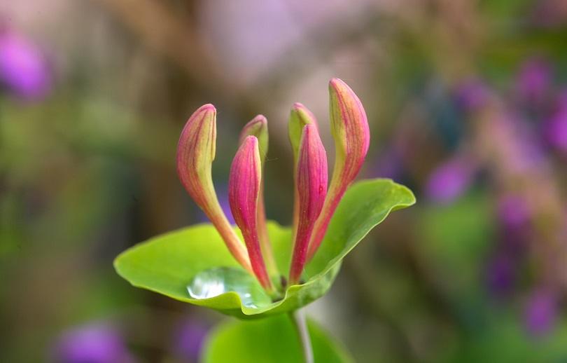 honeysuckle-tray_pixabay