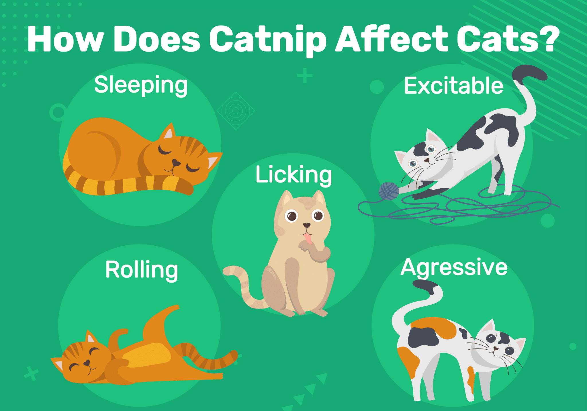 how does catnip affect cats