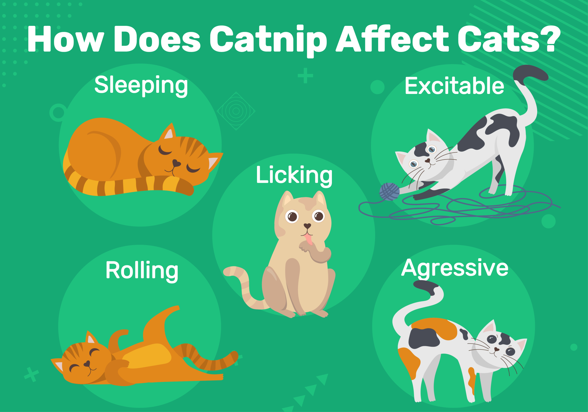 How Long Does Catnip Take To Kick In? Effects & Tips (Vet-Verified Info ...
