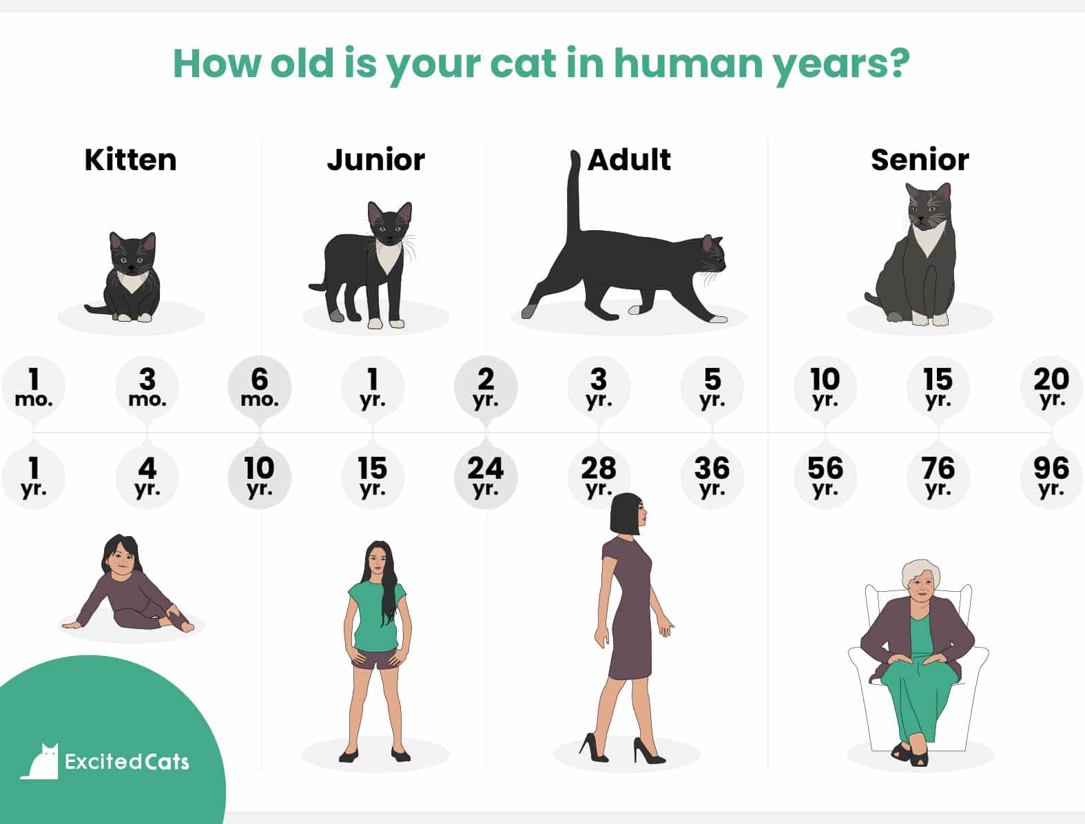 how old is your cat in human years?