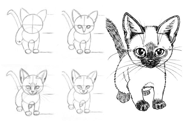 how-to-draw-cats-and-kittens-interior