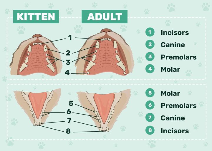 Cat and Kitten Dental Formulas, cat teeth, kitten teeth, tooth, dentition, dental