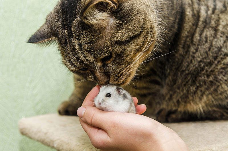 introducing hamster to a cat