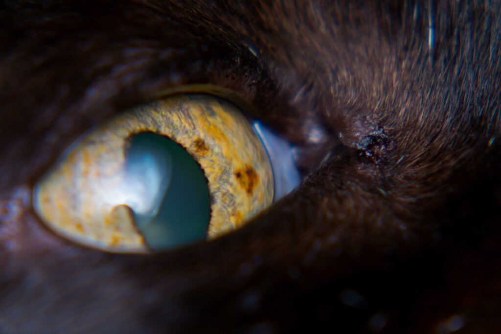 iris melanoma in adult cat
