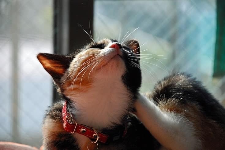 japanese bobtail