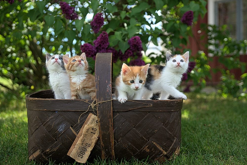 kittens in a brown basket
