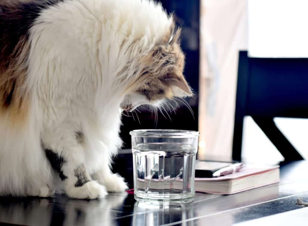 Cat looking at drinking glass