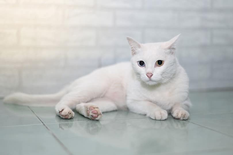 khao manee cat portrait