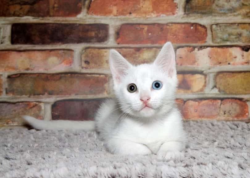 khao manee kitten laying on a soft blanket