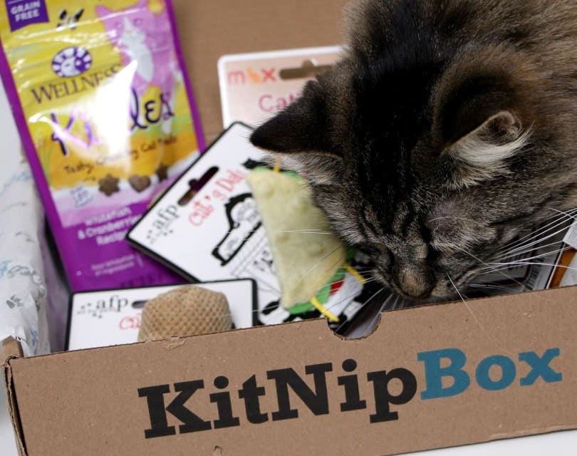 kitnipbox 2_Amazon