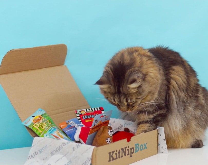 kitnipbox_Amazon