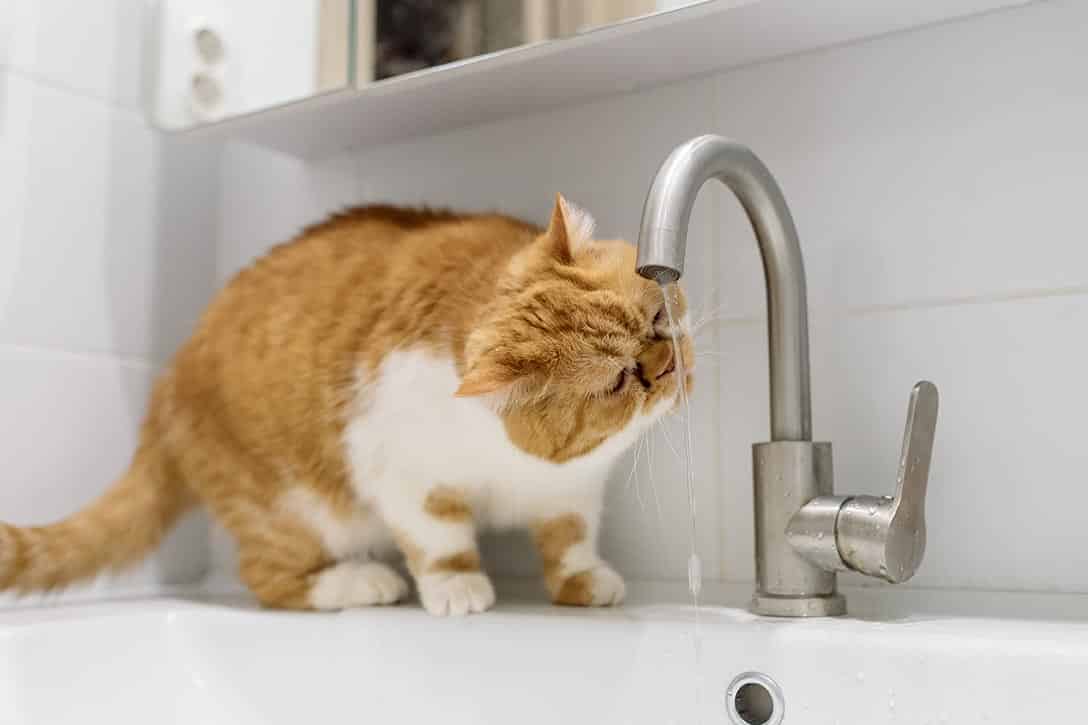 How to KittenProof Your Home Keeping Them Safe Catster