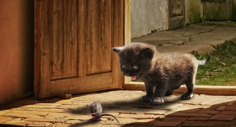 kitten about to pounce on a rat