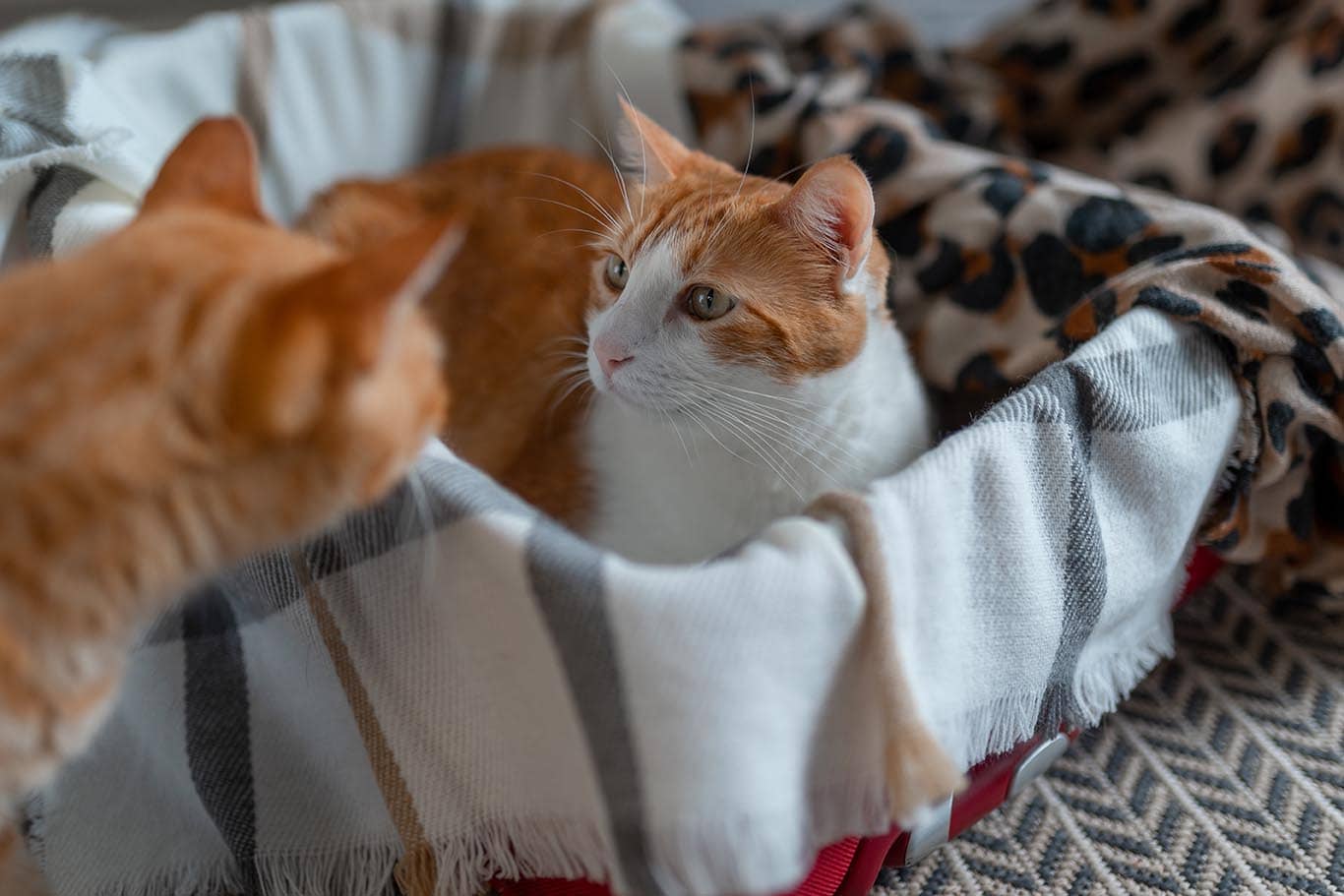 How to Get an Older Cat to Accept a Kitten 6 Easy Steps Catster