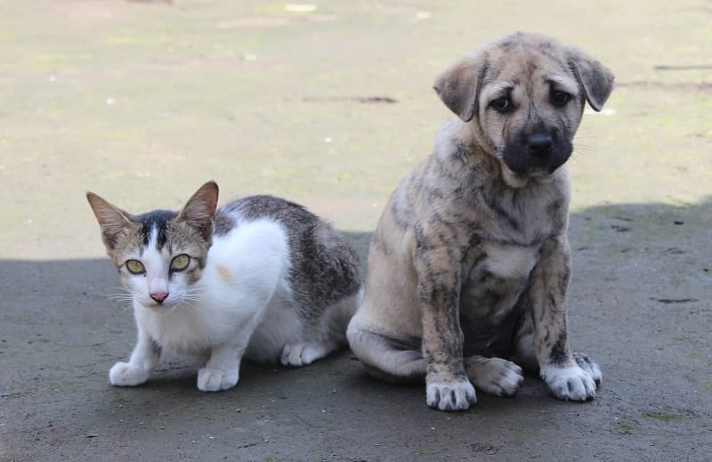 kitten and puppy_rohitink, Pixabay