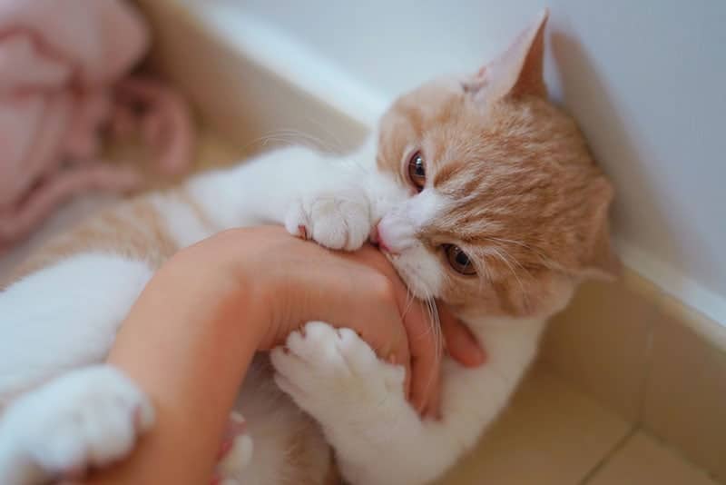 kitten playing and biting the owner's hand