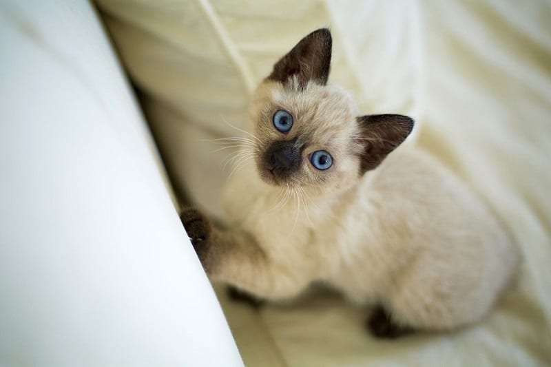 kitten blue eyed
