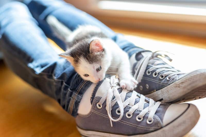 kitten climbing on its owners legs and biting shoelaces