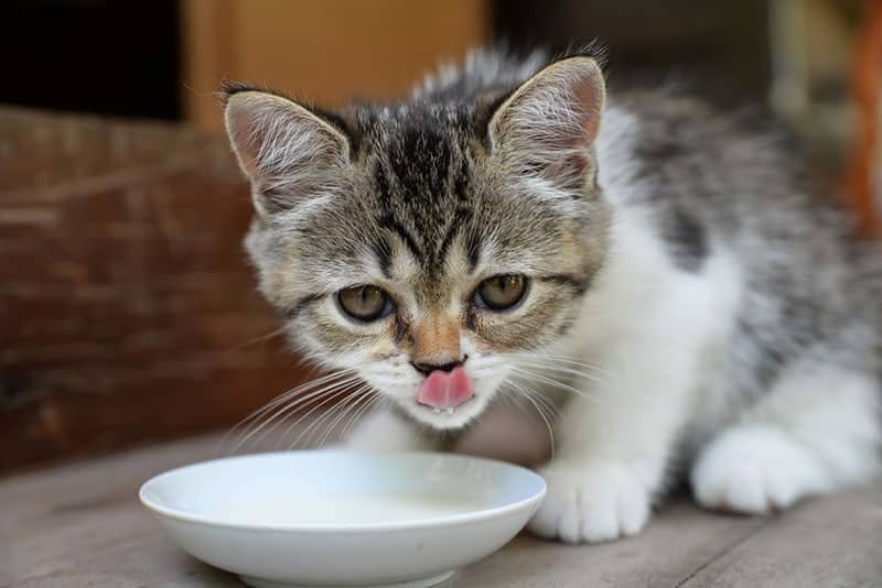 kitten drinking milk outdoor