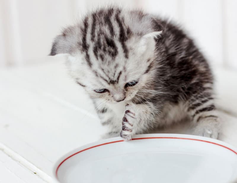 kitten drinking water from the water bowl