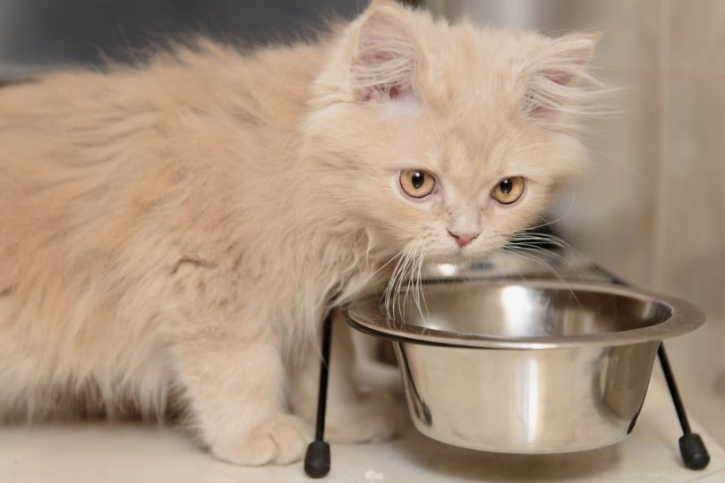 kitten eating from elevated food bowl