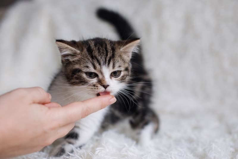 kitten eating treat