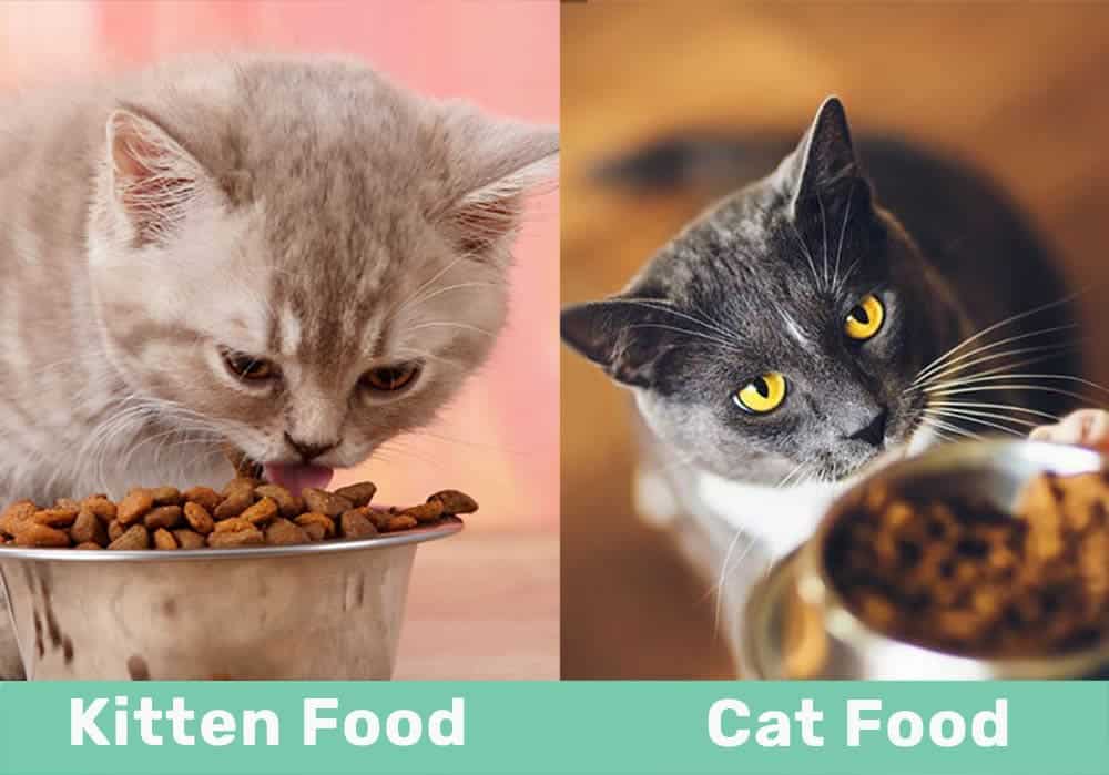 kitten food vs cat food side by side