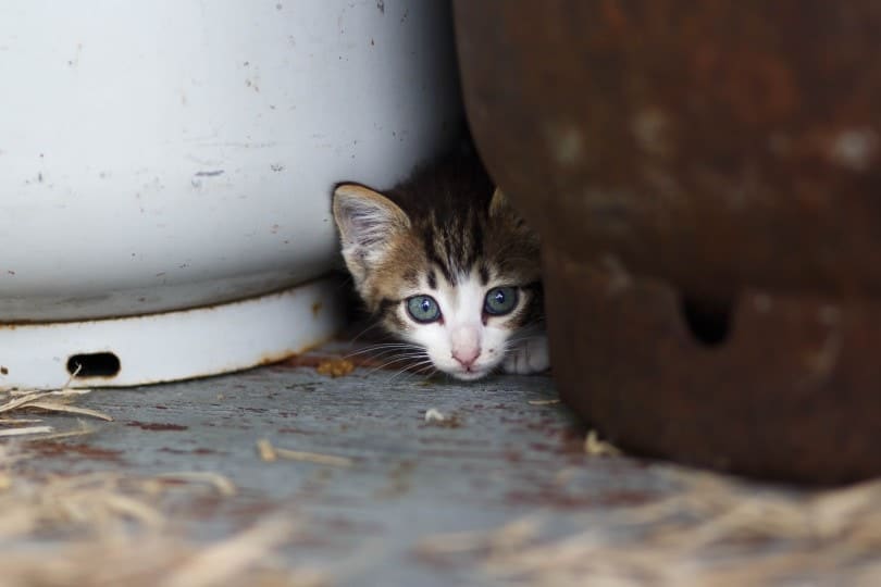 kitten hiding