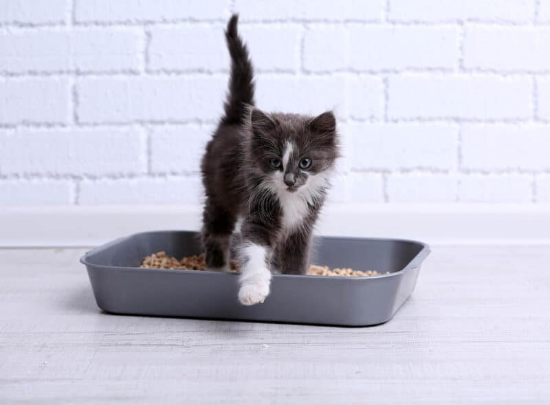 Small,Gray,Kitten,In,Plastic,Litter,Cat,On,Floor