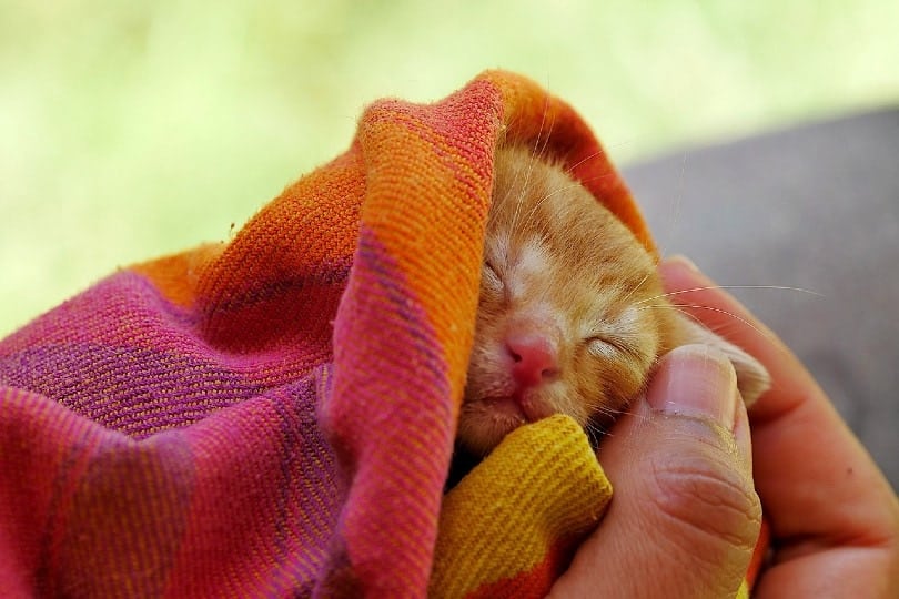 kitten in a towel