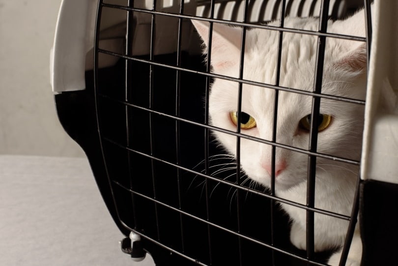 kitten in crate