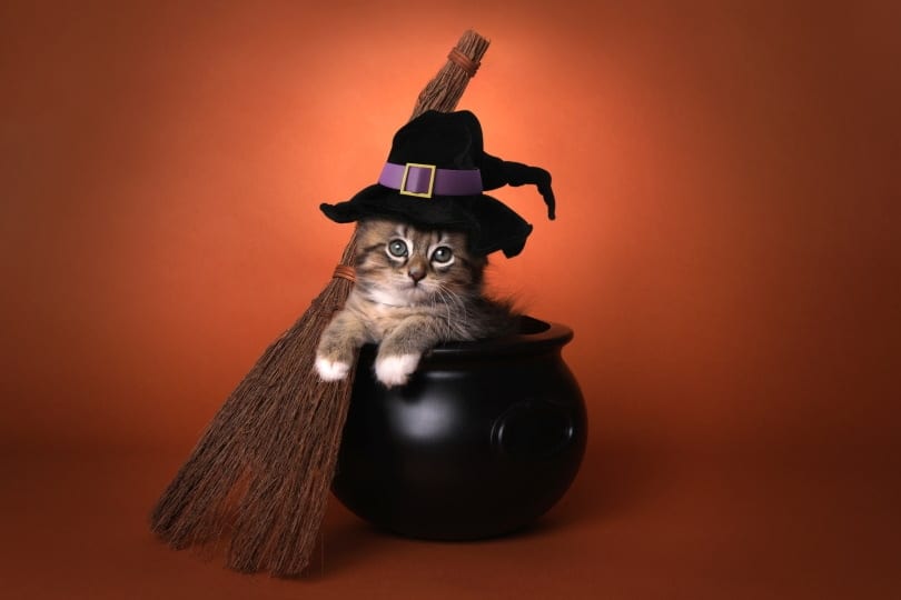kitten in witch costume