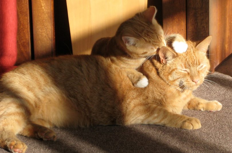 kitten licking its mother