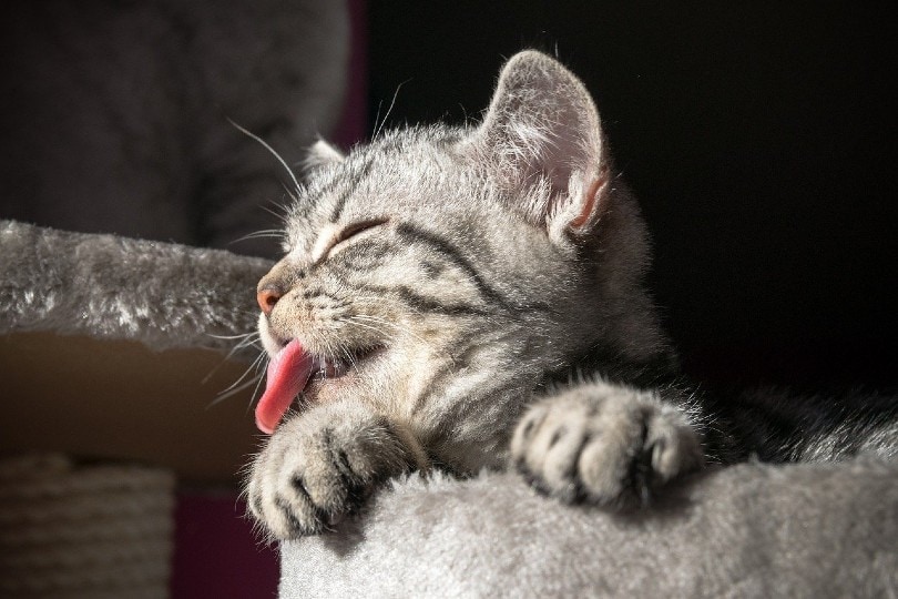 kitten licking