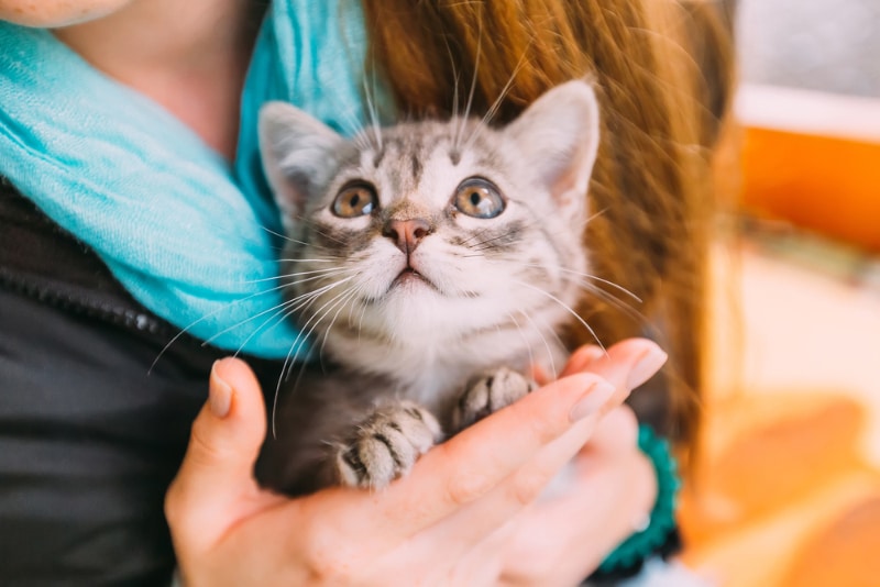 kitten looking up