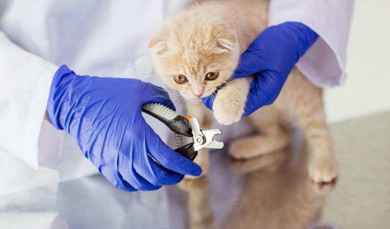 kitten nails trimming