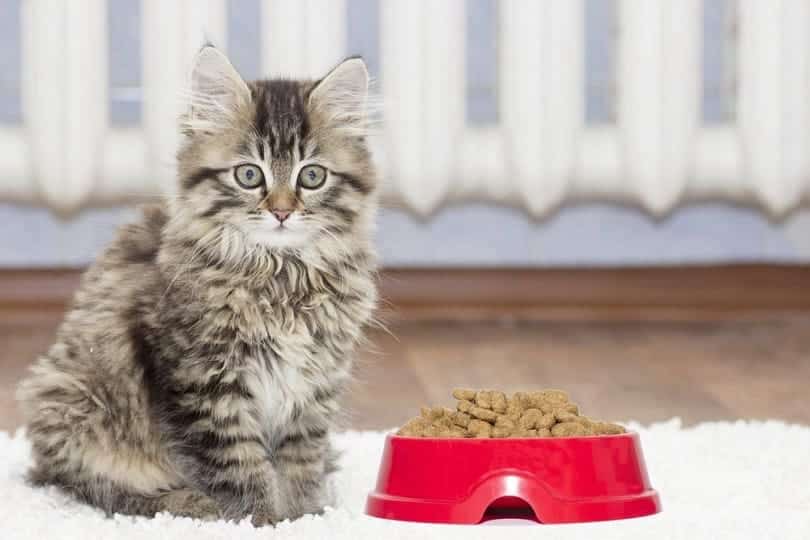 kitten on a carpet