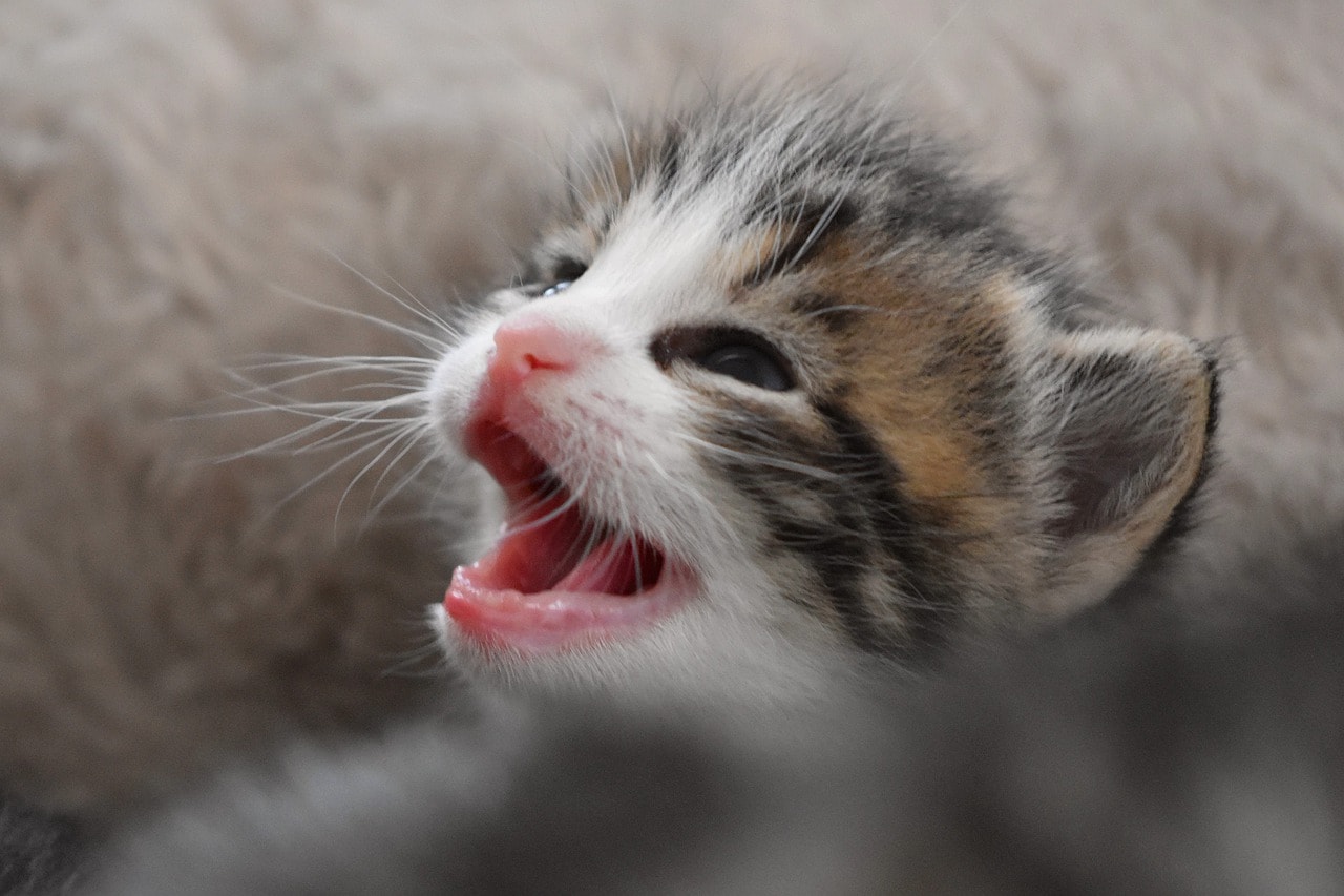 kitten open mouth