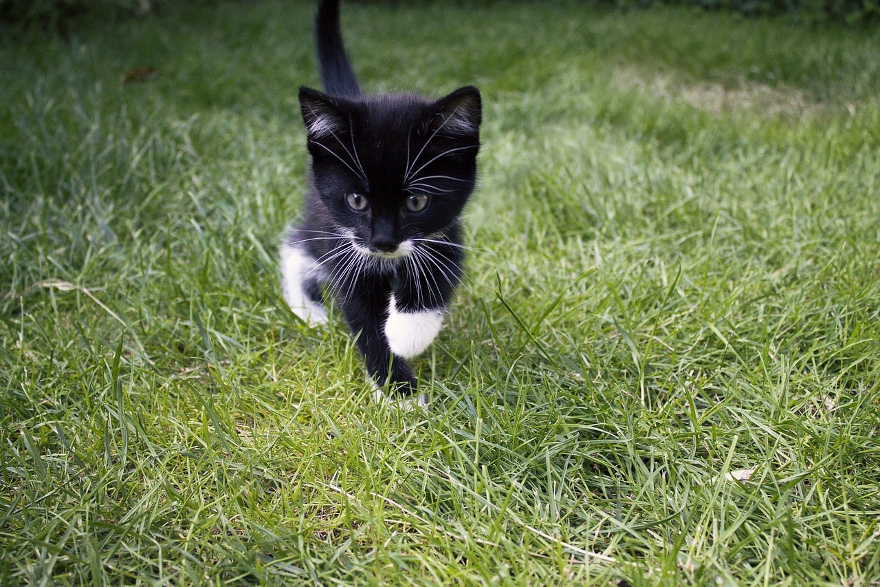 kitten playing in the grass