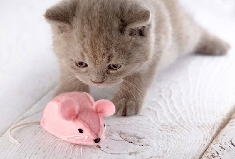 kitten playing mouse toy