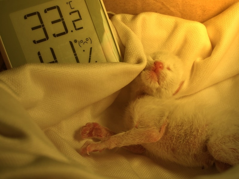 kitten under heat lamp