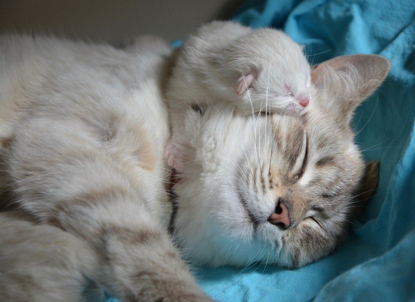 kitten with mom