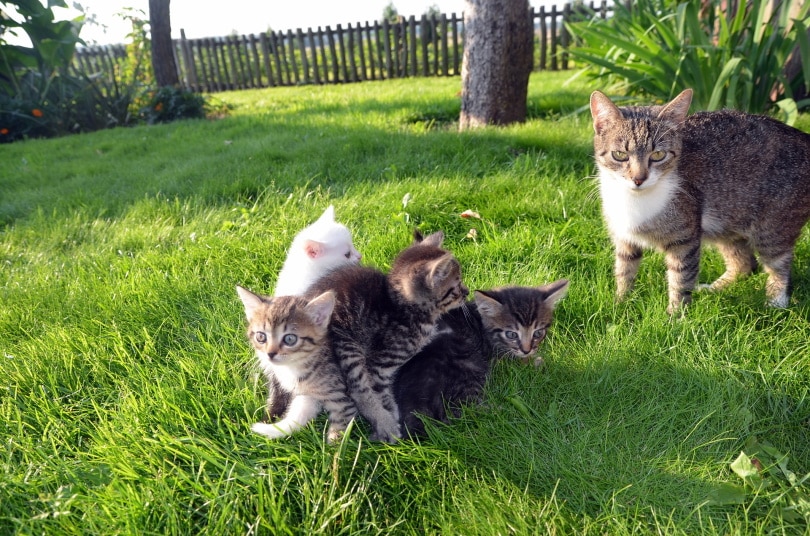 kittens in garden