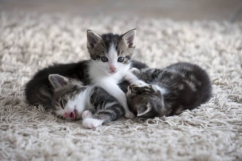 kittens-in-wool-carpet