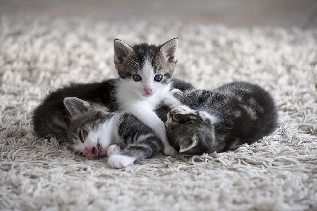 kittens in wool carpet