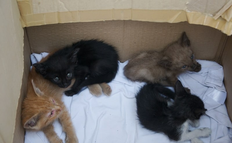 kittens resting in cardboard